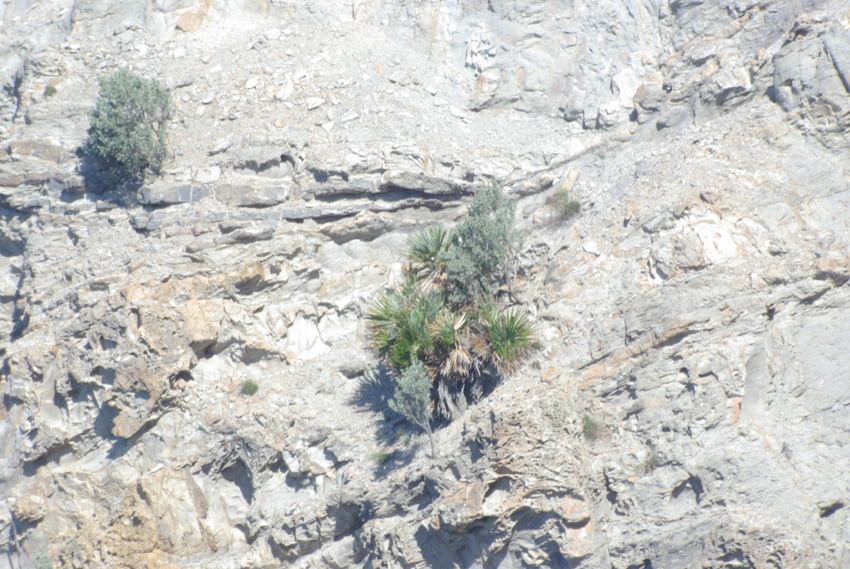 Chamaerops humilis: una nuova stazione